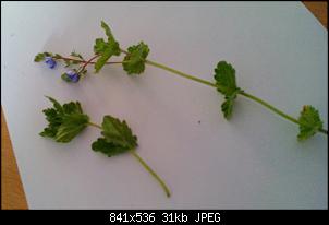 Unbekannte Pflanzen!-april-mai-2016-031.jpg