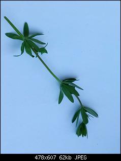 Unbekannte Pflanzen!-april-mai-2016-024.jpg