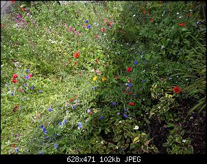 Giftig im Heu?-tmp_5255-img_20160626_140905137370733.jpg