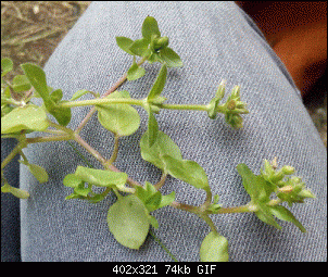 Unbekannte Pflanzen!-plant2.gif