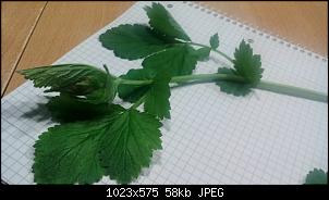 Unbekannte Pflanzen!-m%E4rz-april-2017-018.jpg