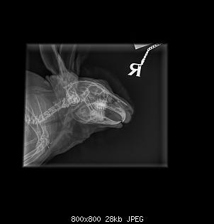 Ern�hrungsproblem? Kotprobe Hefen-hormes-4729_faxe_737_kaninchen-kaninchen-kopf-19.03.2018-09_44_31-677.jpg