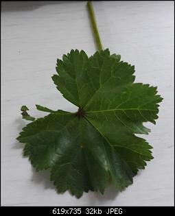 Unbekannte Pflanzen!-20190304_123754.jpg