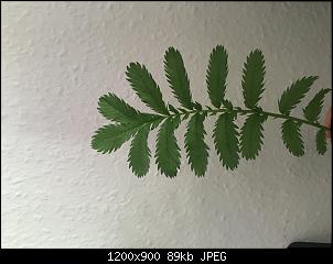 Ist diese Pflanze Giftig?-img_0962.jpg