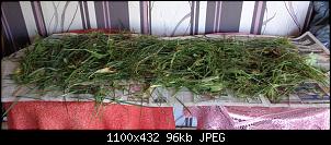 Futterr�ben-fullsizeoutput_48c.jpg