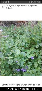 Dalmatiner glockenblume als Futter?-screenshot_20201124_100046_org.plantnet.jpg
