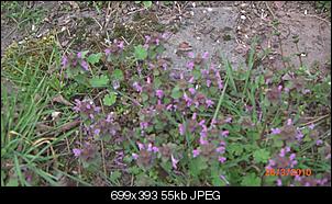Klicke auf die Grafik f�r eine gr��ere Ansicht

Name:	lalala 015.jpg
Hits:	460
Gr��e:	55,0 KB
ID:	6397