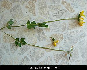Unbekannte Pflanzen!-unbekannte-pflanze3.jpg