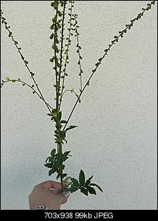 Unbekannte Pflanzen!-hohe-wiesenpflanze.jpg