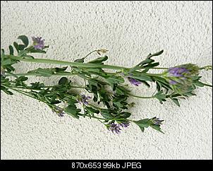Unbekannte Pflanzen!-f%FCnfschilling2.jpg