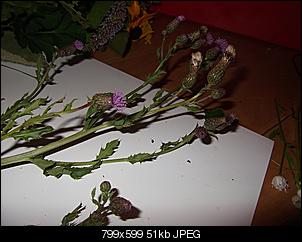 Unbekannte Pflanzen!-distel.jpg