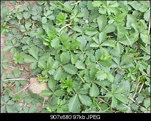 Unbekannte Pflanzen!-cimg1094.jpg