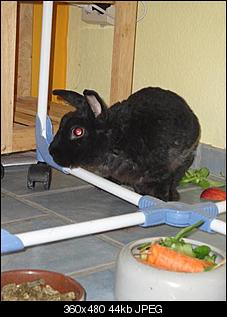 f�r die FAQs: Bilder Kaninchenrassen-dsc02137-klein-.jpg