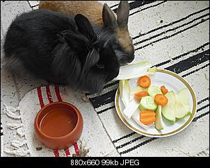 f�r die FAQ: gesunde Kaninchenm�mmelfotos-cimg1225.jpg