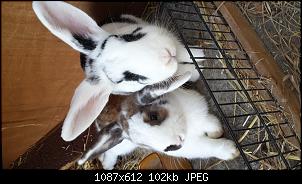 f�r die FAQs: Bilder Kaninchenrassen-img-20131019-wa0083.jpg