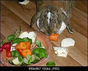 f�r die FAQ: gesunde Kaninchenm�mmelfotos-m%FCmmelbilder-011.jpg