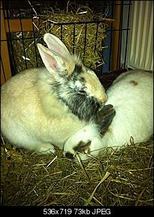 Ich bin ratlos!! Bitte helft mir!!-img_0735.jpg