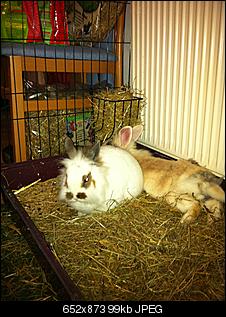 Ich bin ratlos!! Bitte helft mir!!-img_0745.jpg