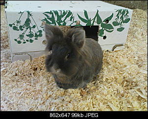 Zwei kaninchen gefunden-dsc01396.jpg
