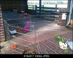 Ratten (!!!)-imag0444.jpg