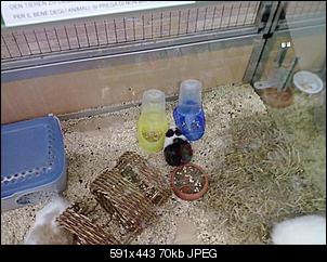 Toy Kaninchen-20092011317.jpg