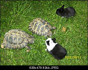 �berraschungs-Babies !-schildis-kaninchen.jpg