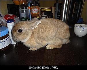 SOS! fast verhungertes Fundninchen!-miolinks.jpg