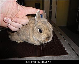 SOS! fast verhungertes Fundninchen!-miooehrchen.jpg
