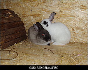 zu gro�e H�schenliebe-dsc02176.jpg