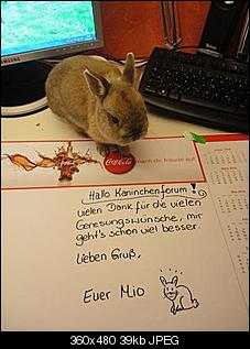 SOS! fast verhungertes Fundninchen!-dsc02363-klein-.jpg