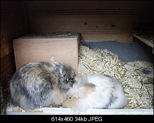 Wieso baut sie ein Nest??-sdc13890.jpg