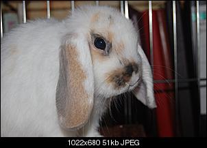 Was habt ihr f�r Kaninchen?-23.11.10.jpg