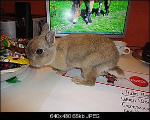 SOS! fast verhungertes Fundninchen!-dsc02354-klein-.jpg