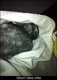 Luna ist da ;)-img_0876.jpg