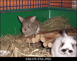 Unerwartet Kaninchenbabys-cimg3056.jpg