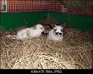 Unerwartet Kaninchenbabys-cimg3100.jpg