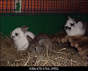 Unerwartet Kaninchenbabys-cimg3066.jpg