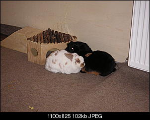 Kann mir jemand helfen???-pict0982.jpg