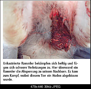 Kastration bei 2 M�nnchen-foto.jpg