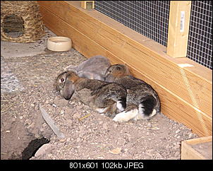 Haltung bei -20�-pict0538.jpg