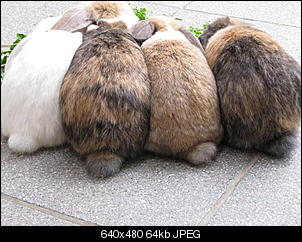 Mehrere Probleme- Kaninchen ist alleine, ...-img_1115.jpg