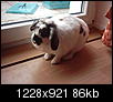 Welche Rasse ??-lacky-002.jpg