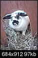 Welche Rasse ??-lacky-009.jpg