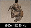 Stellt eure Kaninchen vor (mit Bildern)-unser-hase-luemmel-08.jpg