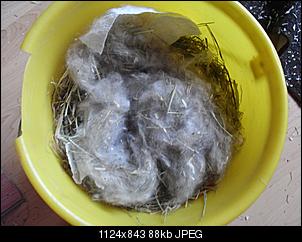 Br�uchte bitte ein paar Antworten-das-nest-von-oben.jpg
