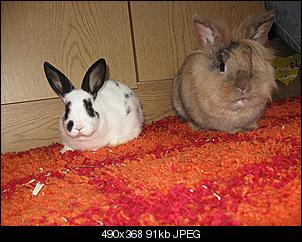 VG zwischen den kastraten und mama und babys ;)-kaninchen-003.jpg
