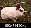 Stellt eure Kaninchen vor (mit Bildern)-kaninchen-stall-229.jpg