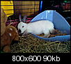 Stellt eure Kaninchen vor (mit Bildern)-foto-0002.jpg