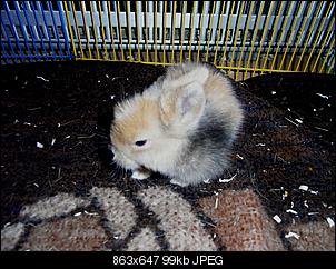 Wann Nest entfernen?-baby-1.jpg