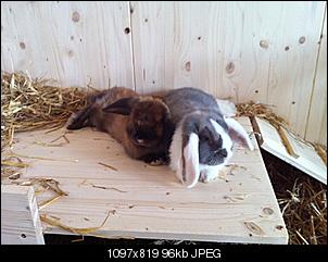Brauche Rat! Kastrierte B�cke k�mpfen...-img_2166.jpg